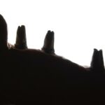 Diferencias entre implante y puente dental